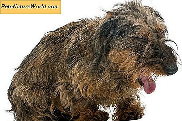 Hond Braken: Hoe de oorzaken te bepalen en een remedie te kiezen