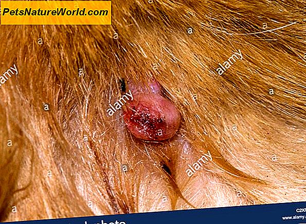 Sebaceous adenoma bij honden