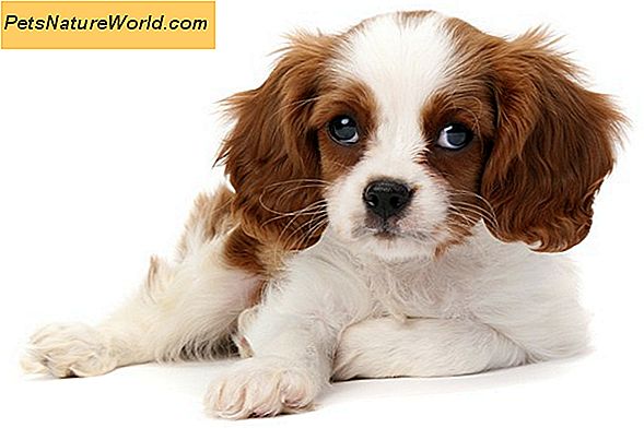 Hva er den beste hundens hostemedisin?