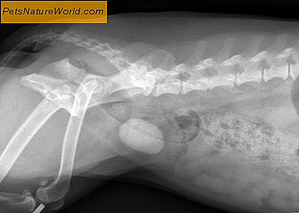 Wanneer een opgeblazen hond ernstig is: 9 Identificeerbare symptomen
