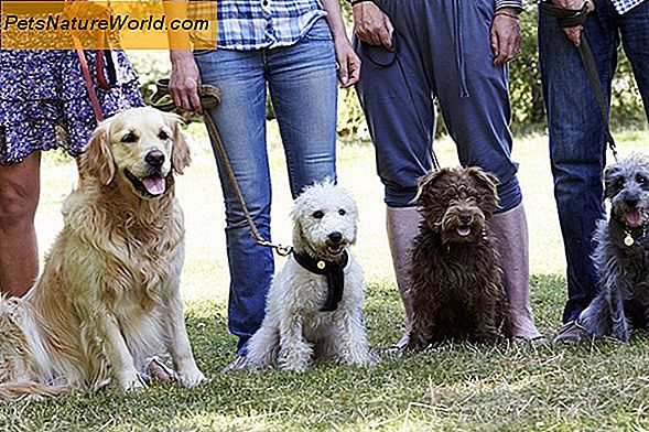 Basis Gehoorzaamheidstraining voor Honden