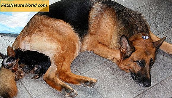 Dog Obedience Training Basis