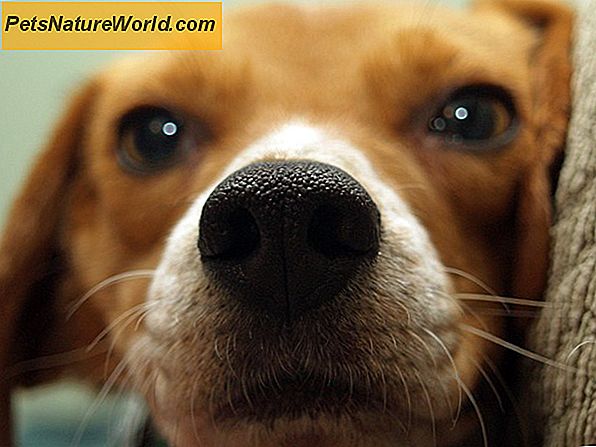 De medische hond: hulphonden voor mensen met gezondheidsproblemen