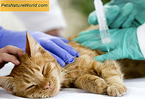 Cat Rabies Vaccine: wat u moet weten