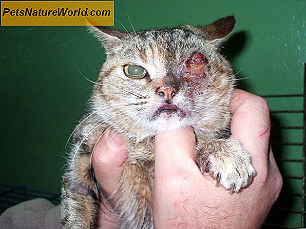 Feline Calicivirus Vaccin