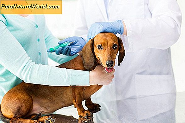Canine Coronavirus Vaccine
