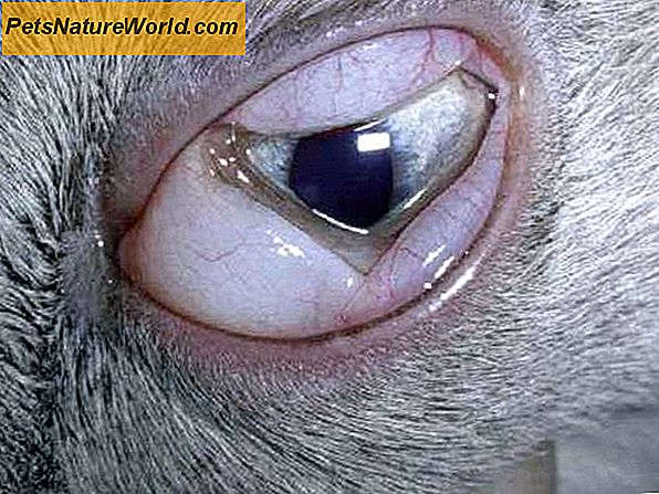 Eye Herpes nei gatti