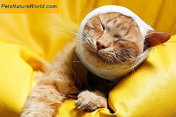 Cat Heartworm Medisin Alternativer