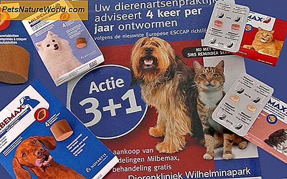Hartwormen van honden behandelen met chemische therapie