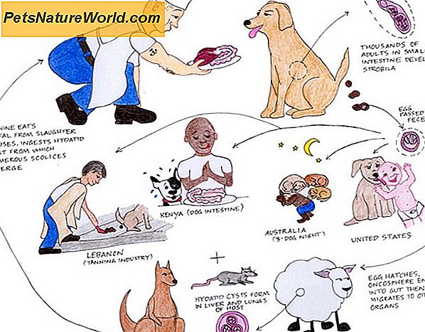 De hondenlintworm levenscyclus
