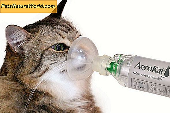 3 Feline Allergier Cat Eiere bør kontrollere