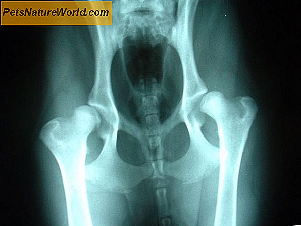 Canine Hip Joint Pain forårsaker