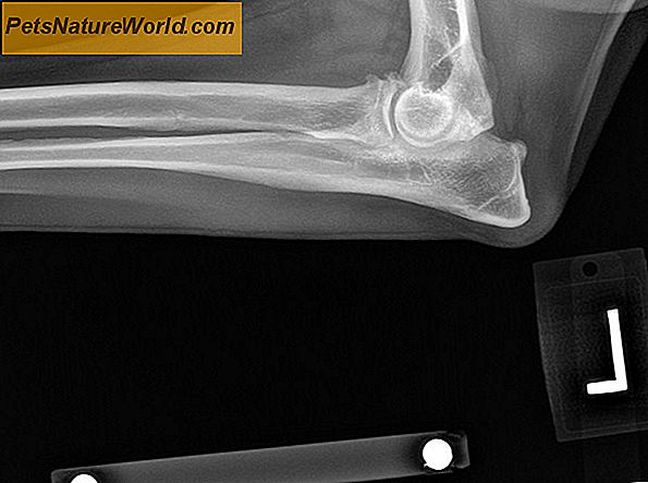 Canine Osteoarthritis Heppebehandling