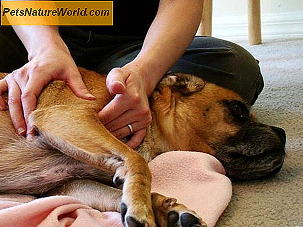 Dog Joint Pain Spray Behandlinger