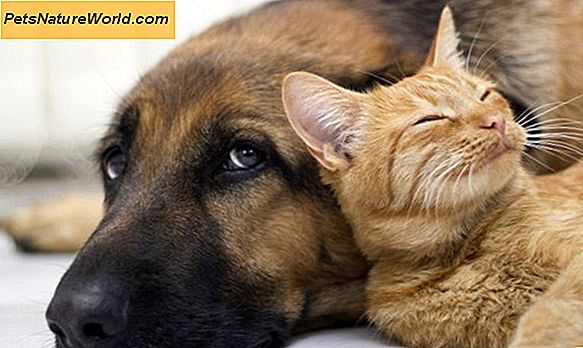 Feline arthritis smertestyring med ketofen til katte