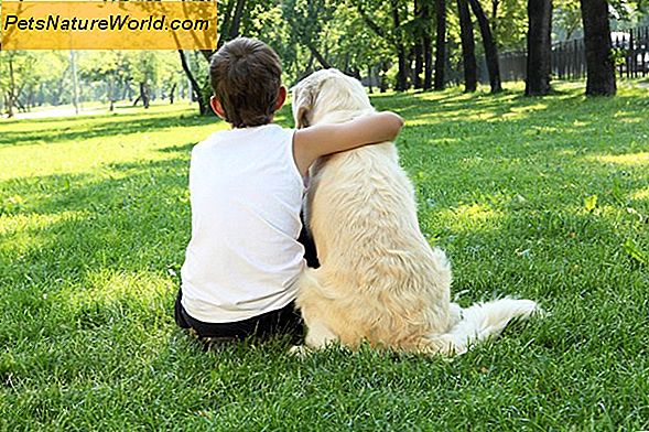 Hund og Puppy Behavior Forskjeller i Hunder Aldring