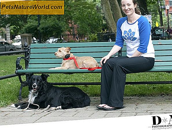 Dog Training for Behavior Modyfikacja w 8 krokach