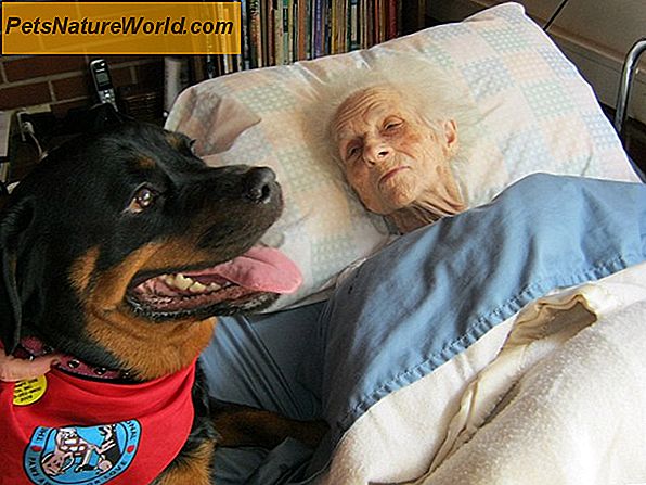 Pet Therapy: Healing selv Companionship