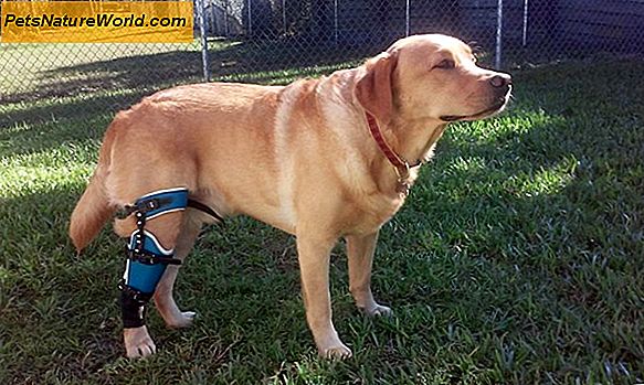 Alternativ Canine Lymfom Behandlingsmuligheter: Unngå Chemo