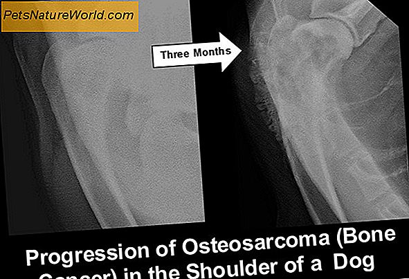 Canine Osteosarcoma Prognose