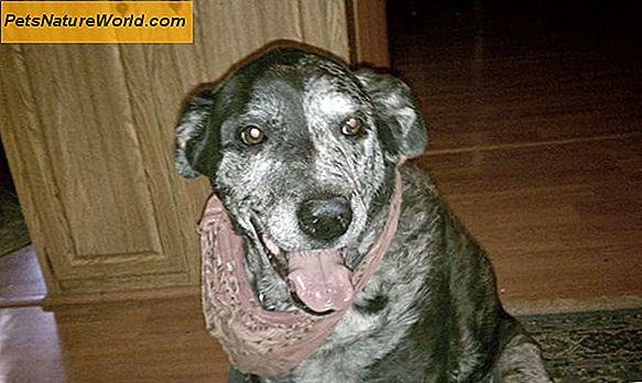 Canine Sinus Cancer