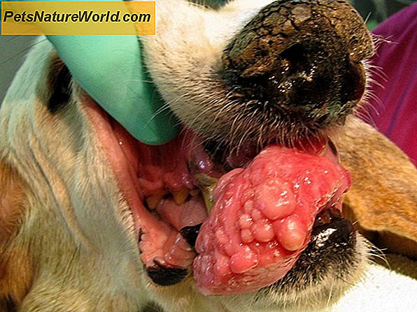 Sintomi di cancro alla gola nei cani