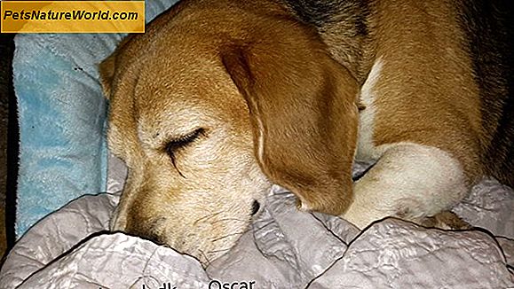 Skjoldbrusk Cancer Symptomer hos hunder