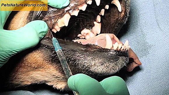 Canine Dentistry: Sikre den beste omsorg