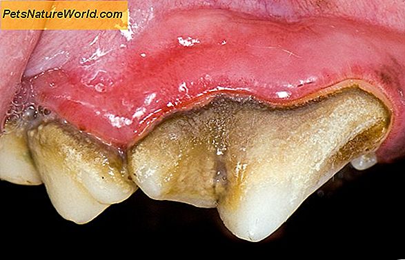 Canine periodontal sykdom (Dog Gum Disease)
