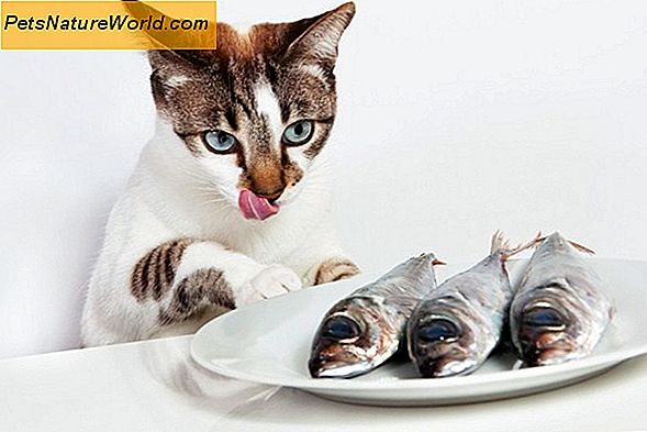 Dental Diet Cat Food