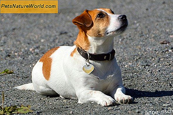 Balansering av hunden Multivitamintilskudd med kosthold