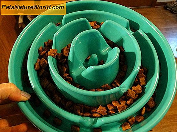 Dog Bowls for Fast Eaters