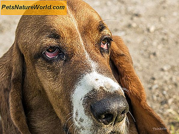 Hundeschäden: Schätzung der Kosten