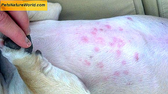Sintomi di allergie alimentari per cani