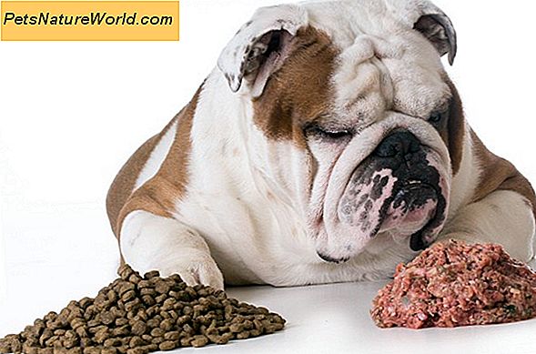 Dry vs Canned Dog Food: En sammenligning