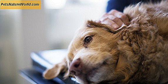 Hva forårsaker diaré hos hunder?
