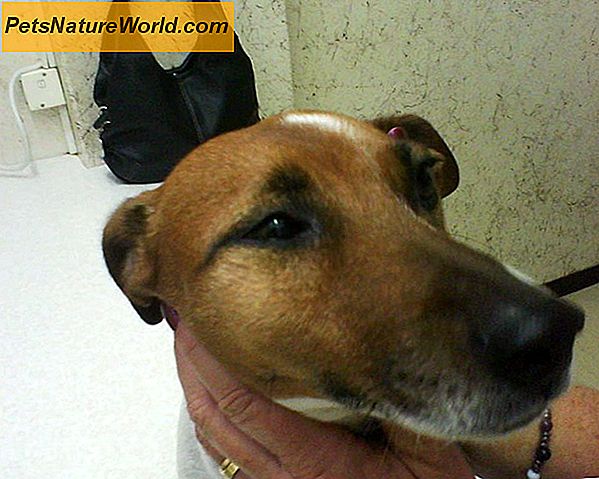 Homeopathic Dog Ear Infeksjon Behandling