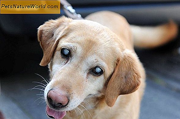 Canine glaukom Behandling med kryokirurgi