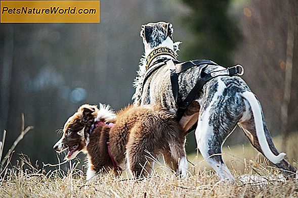 Canine Vision: Hvordan hunden din ser verden