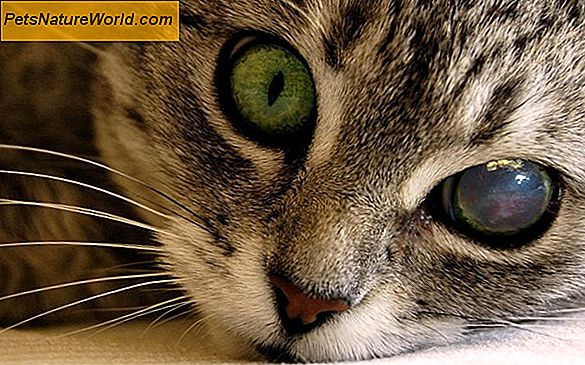 Feline Herpes Eye Infection
