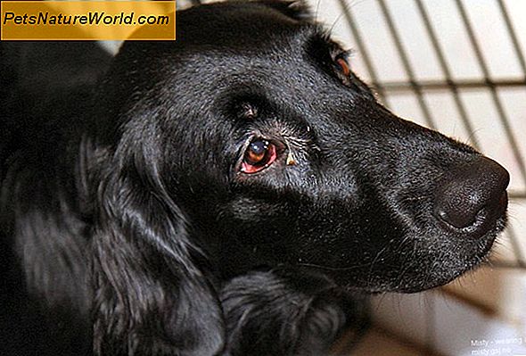 Hovne øyelokk i hunder