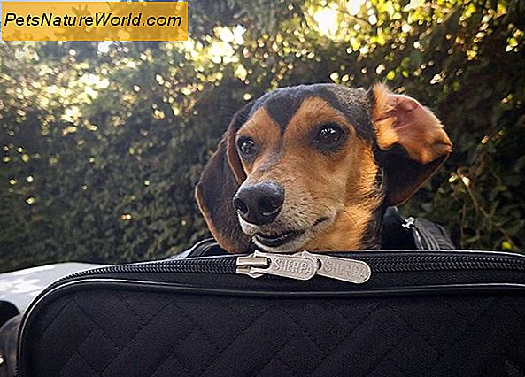 Best Dog Carriers for Fly Reise
