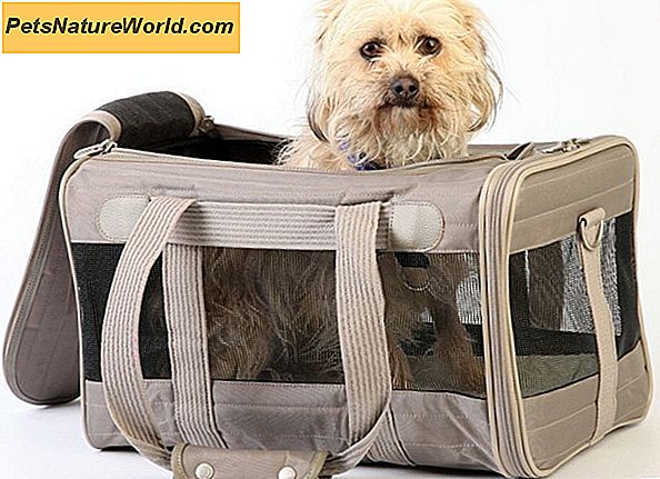Dog Carrier Safety: Helseproblemer å vurdere