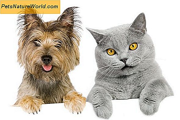 Cat Flea Control med fordel for katter