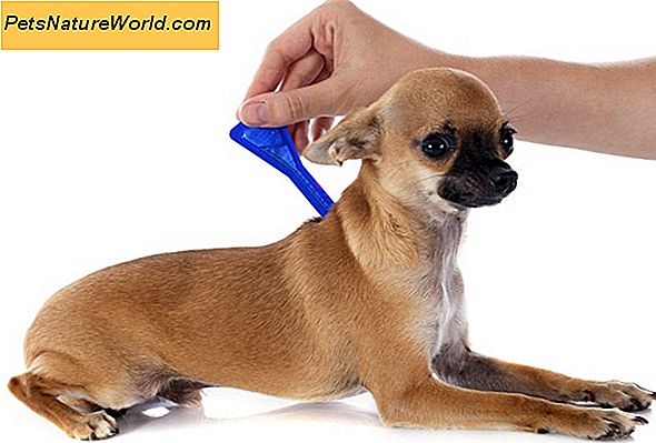 Er Frontline Flea Treatment Dogs Safe for Long Term Use?
