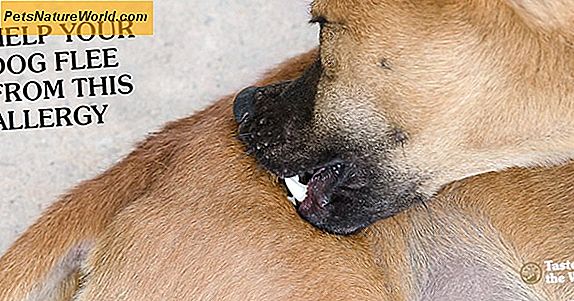 Dog Flea Allergy Symptomer