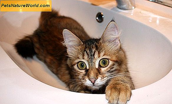 Badekatter og kattunger