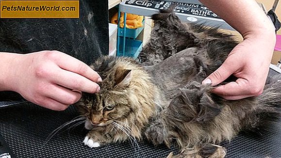 Grooming Tips for å forhindre matted Cat Hair