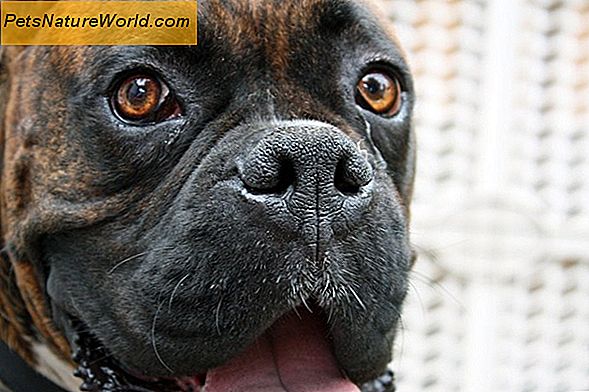 8 Boxer Dog Health Issues å følge med omsorg