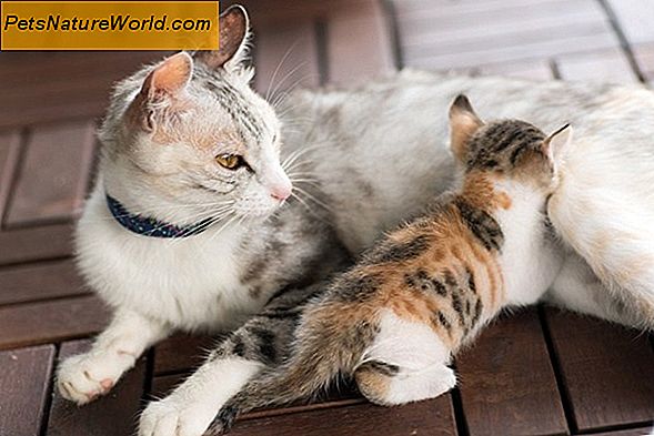 8 Cat Paw Care Tips